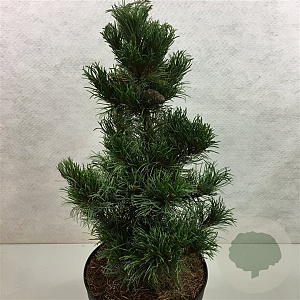 Pinus parv. 'Bergman' 40-50 cm 7,5L