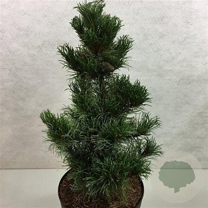 Pinus parv. 'Bergman' 40-50 cm 7,5L