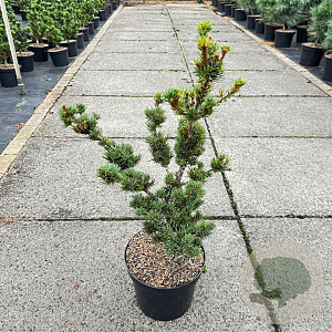 Pinus parv. 'Kokonoe' 40-50 cm 7,5L
