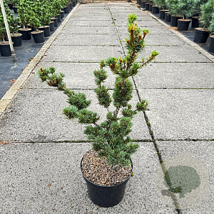 Pinus parv. 'Kokonoe' 40-50 cm 7,5L