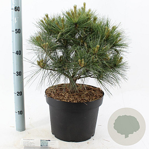 Pinus strobus 'Radiata' 40-50 cm 10L