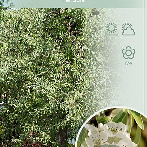 Pyrus salicifolia 'Pendula' 120 cm stam 7,5L