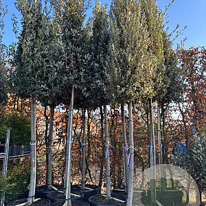 Quercus ilex 16-18 HO container piramide