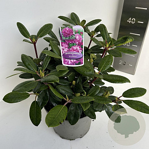 Rhododendron (Y) 'Blurettia' 30-40 cm 5,0L