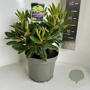 Rhododendron yakushimanum 25-30 cm 5,0L