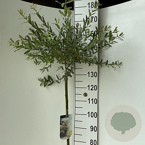 Salix integra 'Hakuro-nishiki' 125 cm stam 7,5L