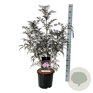 Sambucus nigra Black Lace 80-100 cm 15L