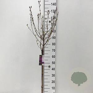 Syringa Dark Purple 60 cm stam 5,0L