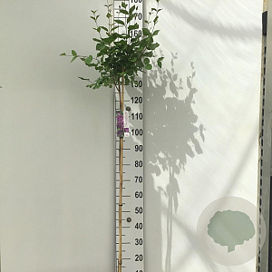 Syringa Dark Purple 120 cm stam 7,5L