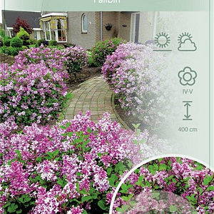 Syringa meyeri 'Palibin' 120 cm stam 7,5L