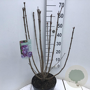 Syringa v. 'Nadezhda' 60-80 cm 7,5L