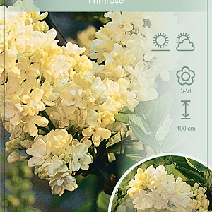 Syringa v. 'Primrose' 60-80 cm 7,5L