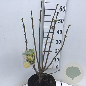 Syringa v. 'Primrose' 60-80 cm 7,5L