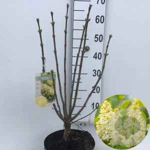 Syringa v. 'Primrose' 60-80 cm 7,5L