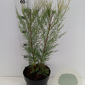 Tamarix ramos. 'Pink Cascade' 40-50 cm 3,0L