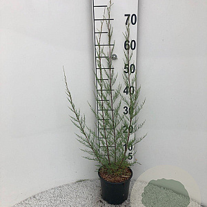 Tamarix tetrandra 40-60 cm 2,0L