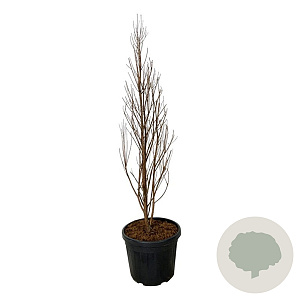Taxodium dist. Lindsey's Skyward 150-175 cm cont. 55L extra