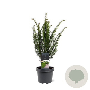 Taxus baccata 40-50 cm 3,0L