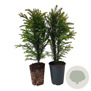 Taxus baccata 50-60 cm 4,0L