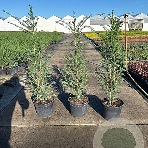 Taxus baccata 80-100 cm 7,5L