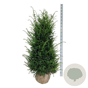 Taxus baccata 140-160 cm met kluit extra