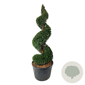 Taxus baccata 150-175 cm cont. 130L spiraal