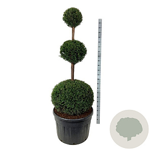 Taxus baccata 150-175 cm cont. 180L trio bol