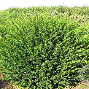 Taxus baccata 160-170 cm draadkluit bol