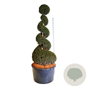 Taxus baccata 200-225 cm cont. 285L spiraal