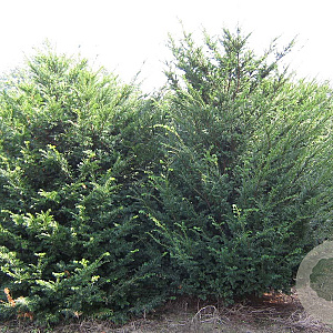 Taxus baccata 225-250 cm draadkluit solitair opgeknipt