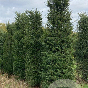 Taxus baccata 300-350 cm draadkluit
