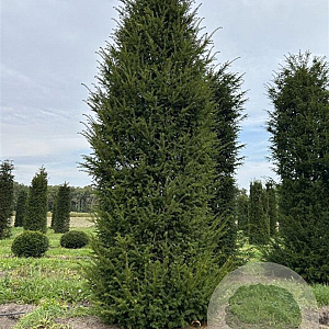 Taxus baccata 450-500 cm draadkluit solitair