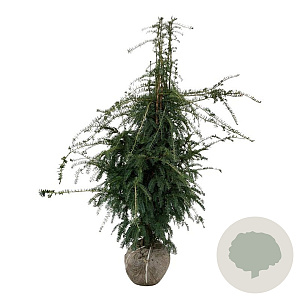Taxus b. 'Dovastoniana' 140-160 cm met kluit extra