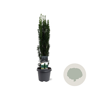 Taxus b. 'Fastigiata Robusta' 50-60 cm 3,0L