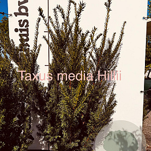 Taxus media 'Hillii' 100-125 cm met kluit