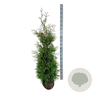 Thuja occ. 'Brabant' 140-160 cm met kluit