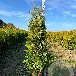 Thuja occ. 'Brabant' 140-160 cm met kluit