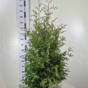 Thuja occ. 'Brabant' 140-160 cm met kluit