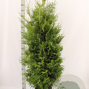 Thuja occ. 'Brabant' 160-180 cm met kluit