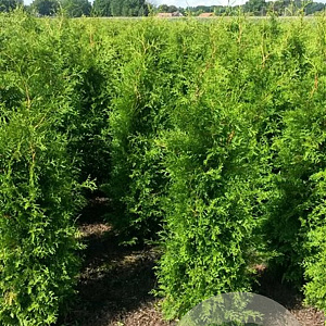 Thuja occ. 'Brabant' 160-180 cm met kluit