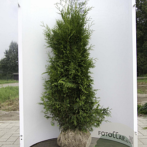 Thuja occ. 'Brabant' 160-180 cm met kluit