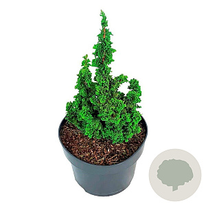 Thuja occ. Primo 15-20 cm 5,0L