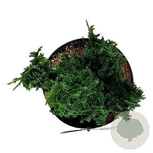 Thuja occ. Primo 25-30 cm