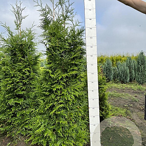 Thuja pl. 'Excelsa' 160-180 cm met kluit