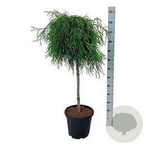 Thuja pl. 'Kager's Beauty' 80 cm stam 15L