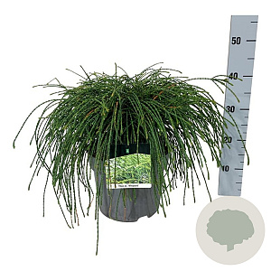 Thuja pl. 'Whipcord' 40-50 cm 6L