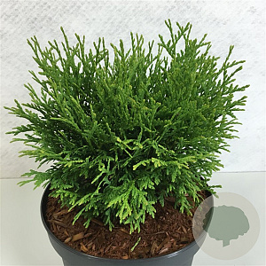 Thujopsis dolabrata 'Nana' 20-25 cm 3,0L