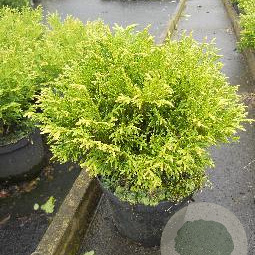 Thujopsis dolabrata 'Nana' 20-25 cm 3,0L