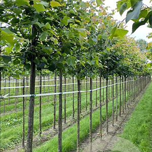 Tilia cordata 'Greenspire' 16-18 HO draadkluit 250 cm stam