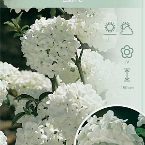 Viburnum 'Eskimo' 50-60 cm 7,5L